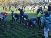 Daffodil Planting 2007